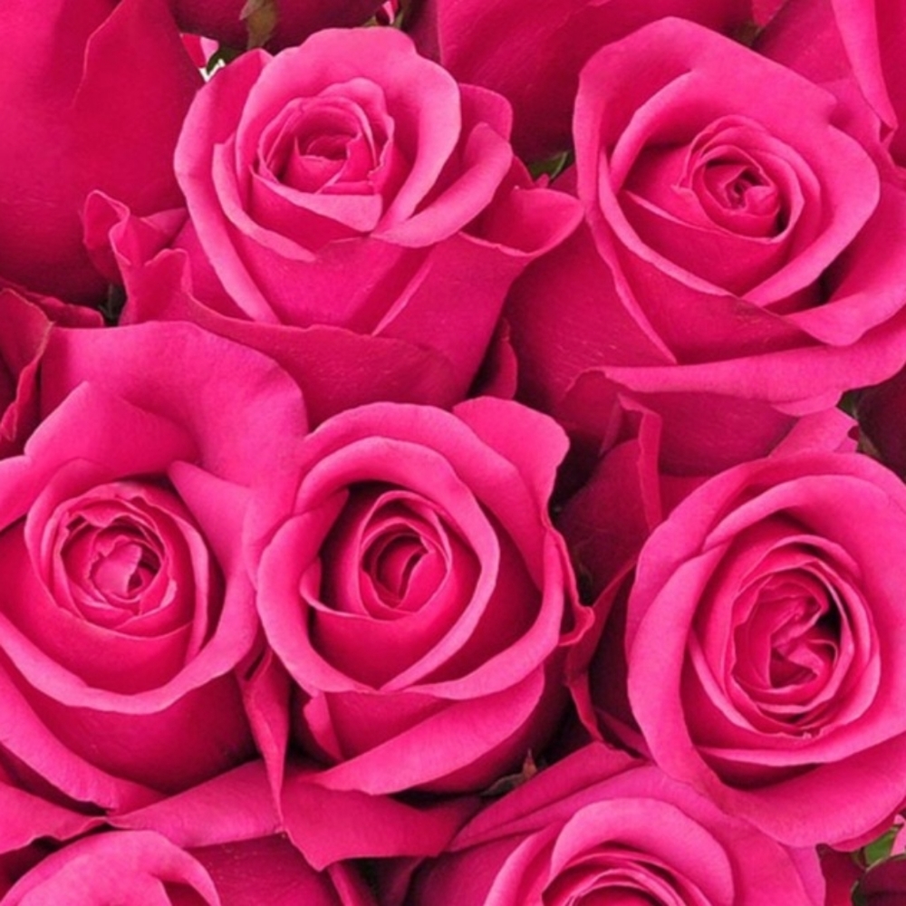 Meet your Posher, Selina